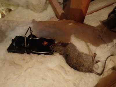 rodent trapping