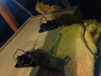 rodent trapping